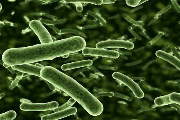 E. coli, a common bacterial target of disinfecting food processing facilities