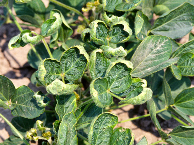 dicamba soybean damage